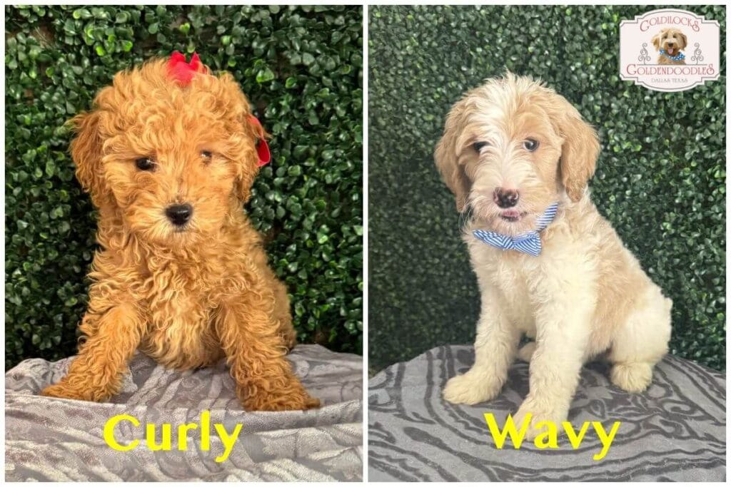 F1B-Coat-Types-Curly-Wavy