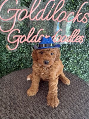 F1B Micro Goldendoodle Male Puppy “Angus” 15-25 lbs, DOB 7/29, Ready 9/23, $150/month (PayPal Pay Later)