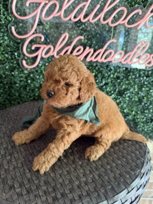 F1B Micro Goldendoodle Male Puppy “Clifford” 15-25 lbs, DOB 7/29, Ready 9/23, $150/month (PayPal Pay Later)