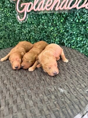 F1B Micro Goldendoodle Female Puppy “1st Pick Female” 15-25 lbs, DOB 10/1, Ready 11/26