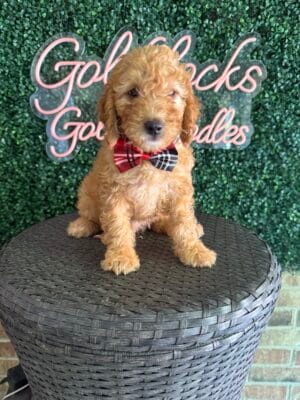 F1B Mini Goldendoodle Male “Arlo-Wendell”, 25-35 lbs, DOB 9/15, Ready 11/10, $150/month (PayPal Pay Later)