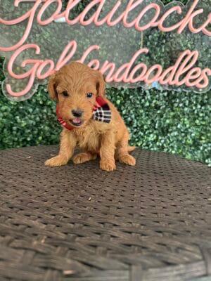 F1B Micro Goldendoodle Male Puppy “Eddie V” 15-25 lbs, DOB 10/1, Ready 11/26, $150/month (PayPal Pay Later)