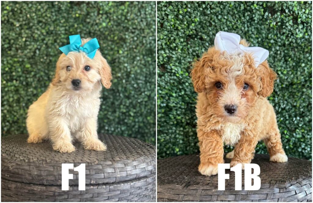 F1B Goldendoodle Puppies: The Ultimate Guide for 2025