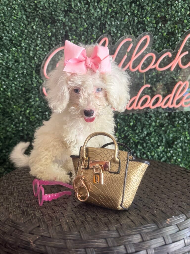 F1B Micro Goldendoodle Female Puppy “Opal” 15-25 lbs Pups, Born on 7/8