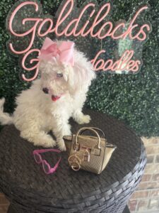 F1B Micro Goldendoodle Female Puppy “Opal” 15-25 lbs Pups 2