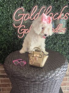 F1B Micro Goldendoodle Female Puppy “Opal” 15-25 lbs Pups 3