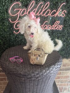 F1B Micro Goldendoodle Female Puppy “Opal” 15-25 lbs Pups 5