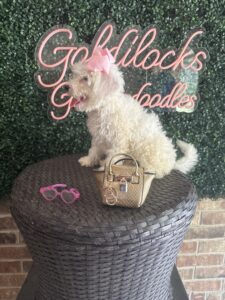 F1B Micro Goldendoodle Female Puppy “Opal” 15-25 lbs Pups 6