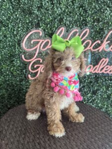 F1B Micro Goldendoodle Female Puppy “Vera” 15-25 lbs Pups, Born on 7/8