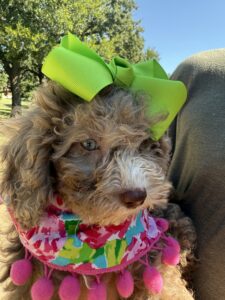 F1B Micro Goldendoodle Female Puppy “Vera” 15-25 lbs Pups 2