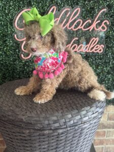 F1B Micro Goldendoodle Female Puppy “Vera” 15-25 lbs Pups 3