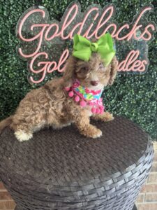 F1B Micro Goldendoodle Female Puppy “Vera” 15-25 lbs Pups 5