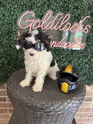 F1B Micro Goldendoodle Male Puppy “Chase” 15-25 lbs pups, Born on 7/8