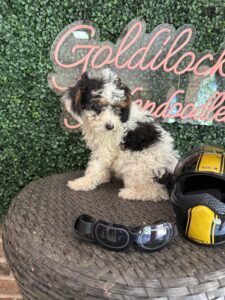 F1B Micro Goldendoodle Male Puppy “Chase” 15-25 lbs pups 2