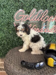 F1B Micro Goldendoodle Male Puppy “Chase” 15-25 lbs pups 3