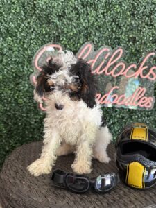 F1B Micro Goldendoodle Male Puppy “Chase” 15-25 lbs pups 5