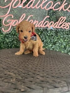 F1B Micro Goldendoodle Puppy “Eddie V” 15-25 lbs Male Pups, Born on 10/1