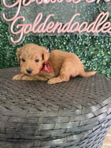 F1B Micro Goldendoodle Puppy “Eddie V” 15-25 lbs Male Pups 2