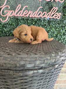 F1B Micro Goldendoodle Puppy “Eddie V” 15-25 lbs Male Pups 3