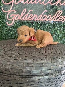 F1B Micro Goldendoodle Puppy “Eddie V” 15-25 lbs Male Pups 4