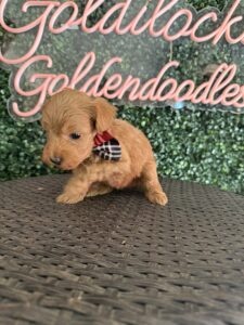 F1B Micro Goldendoodle Puppy “Eddie V” 15-25 lbs Male Pups 5