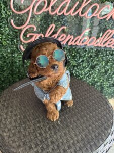 F1B Micro Goldendoodle Puppy “Shawn” 15-25 lbs Male Pups, Born on 7/29