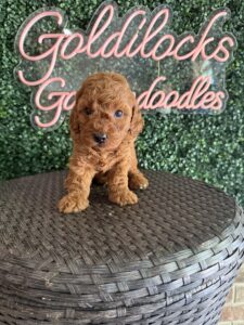 F1B Micro Goldendoodle Puppy “Shawn” 15-25 lbs Male Pups 2