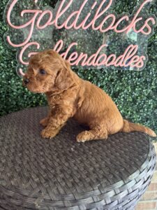F1B Micro Goldendoodle Puppy “Shawn” 15-25 lbs Male Pups 3