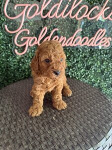 F1B Micro Goldendoodle Puppy “Shawn” 15-25 lbs Male Pups 4