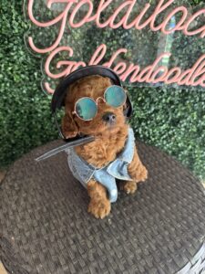 F1B Micro Goldendoodle Puppy “Shawn” 15-25 lbs Male Pups 5