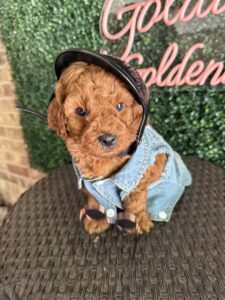 F1B Micro Goldendoodle Puppy “Shawn” 15-25 lbs Male Pups 6