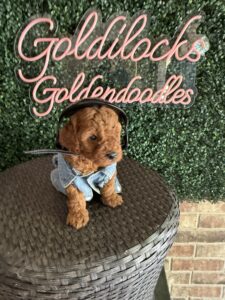 F1B Micro Goldendoodle Puppy “Shawn” 15-25 lbs Male Pups 7