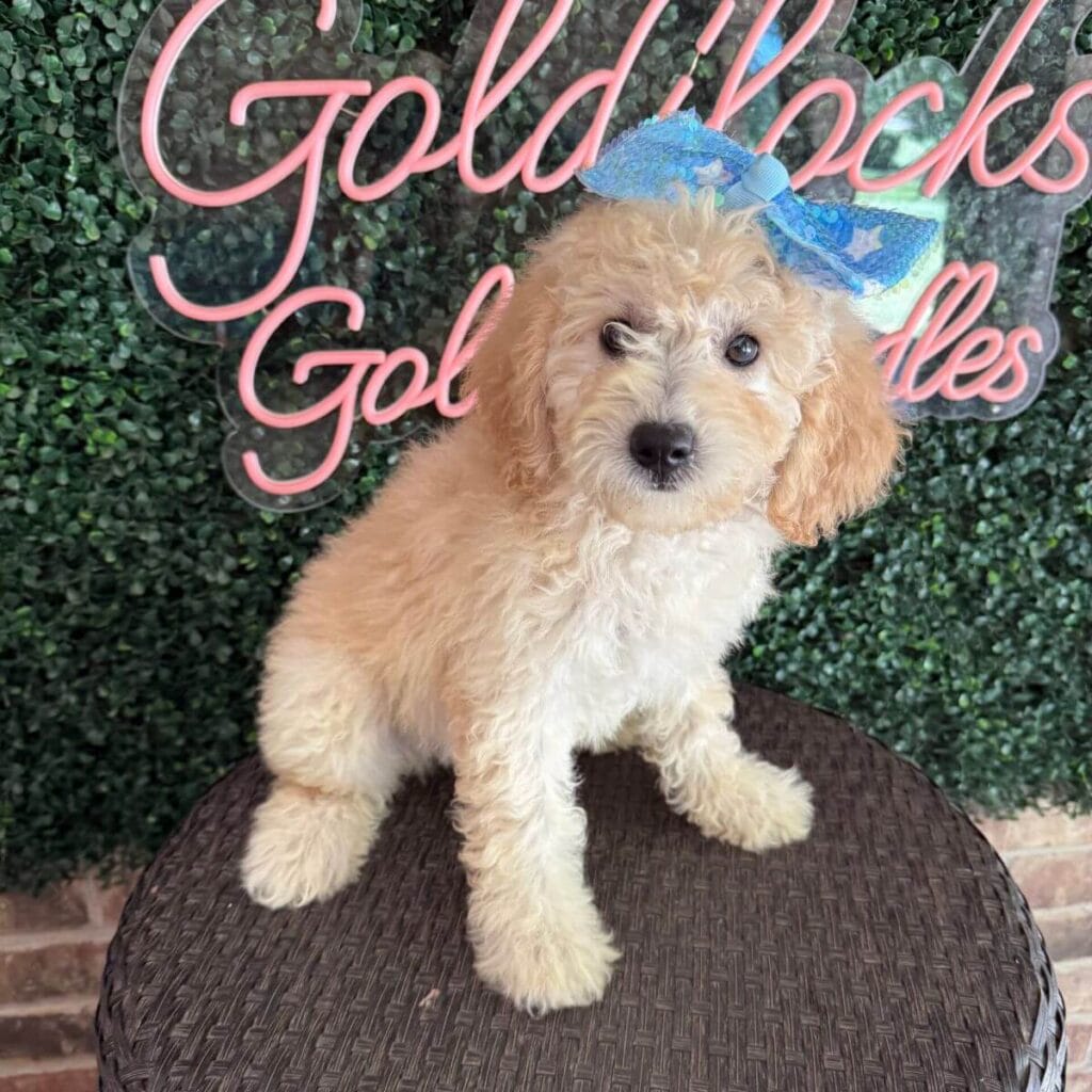 F1B Goldendoodle Puppies: The Ultimate Guide for 2025