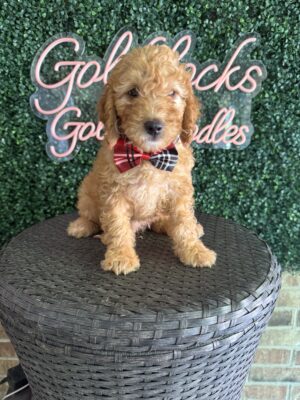 F1B Mini Goldendoodle “Wendell”, 25-35 lbs Male Pups, Born on 9/15