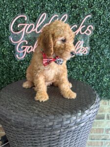 F1B Mini Goldendoodle “Wendell”, 25-35 lbs Male Pups 2