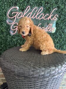 F1B Mini Goldendoodle “Wendell”, 25-35 lbs Male Pups 3