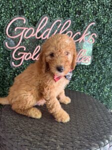 F1B Mini Goldendoodle “Wendell”, 25-35 lbs Male Pups 4