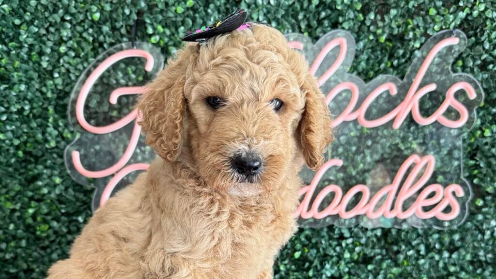 F1B Goldendoodle Puppies: The Ultimate Guide for 2025