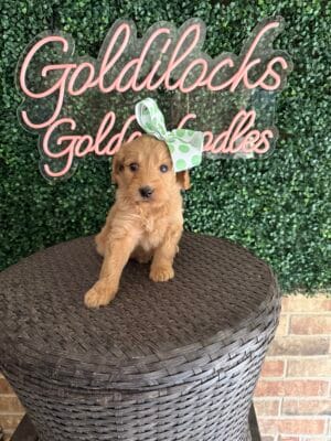 F1B Standard Goldendoodle Female Puppy “Chiquita” 55-65 lbs, DOB 9/22, Ready 11/17, $150/month (PayPal Pay Later)