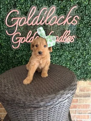 F1B Standard Goldendoodle Female Puppy “Chiquita” 55-65 lbs, DOB 9/22, Ready 11/17, $150/month (PayPal Pay Later)