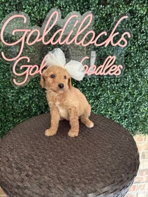 F1B Standard Goldendoodle Female Puppy “Sarah Beth” 55-65 lbs, DOB 9/22, Ready 11/17, $150/month (PayPal Pay Later)