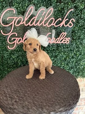 F1B Standard Goldendoodle Female Puppy “Sarah Beth” 55-65 lbs, DOB 9/22, Ready 11/17, $150/month (PayPal Pay Later)