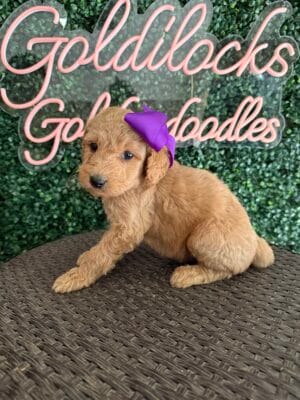 F1B Standard Goldendoodle Female Puppy “Karlie” 55-65 lbs, DOB 9/22, Ready 11/17, $150/month (PayPal Pay Later)