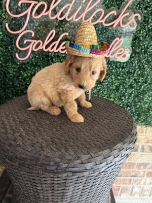 F1B Standard Goldendoodle Male Puppy “Paco” 55-65 lbs, DOB 9/22, Ready 11/17, $150/month (PayPal Pay Later)