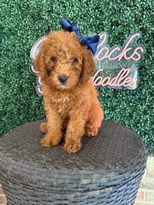 F1B Mini Goldendoodle Female “Felicity”, 25-35 lbs, DOB 9/15, Ready 11/10, $150/month (PayPal Pay Later)