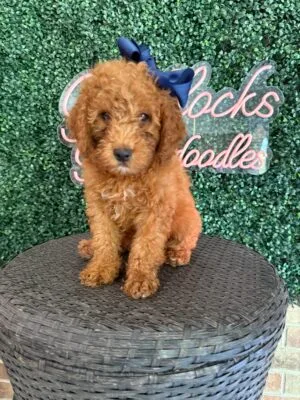 F1B Mini Goldendoodle Female “Felicity”, 25-35 lbs, DOB 9/15, Ready 11/10, $150/month (PayPal Pay Later)