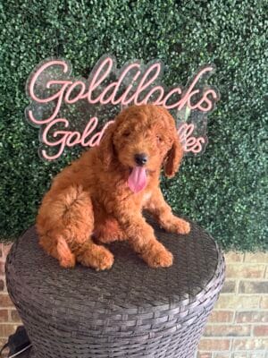 F1B Mini Goldendoodle Female “Minnie Mouse”, 25-35 lbs, DOB 9/15, Ready 11/10, $150/month (PayPal Pay Later)