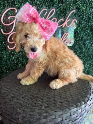 F1B Mini Goldendoodle Female “Petunia”, 25-35 lbs, DOB 9/15, Ready 11/10, $150/month (PayPal Pay Later)