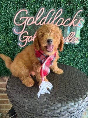 F1B Mini Goldendoodle Male “Arlo-Chadwick, 25-35 lbs, DOB 9/15, Ready 11/10, $150/month (PayPal Pay Later) (Copy)