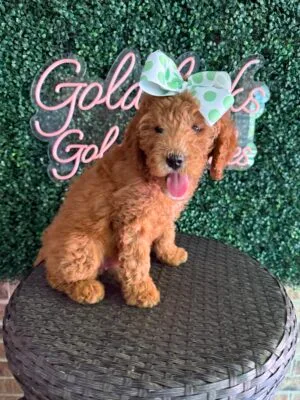 F1B Mini Goldendoodle Female “Tillie”, 25-35 lbs, $150/month (PayPal Pay Later)